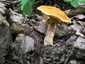 Sárga gyűrűstinóru (Suillus grevillei), Mátra